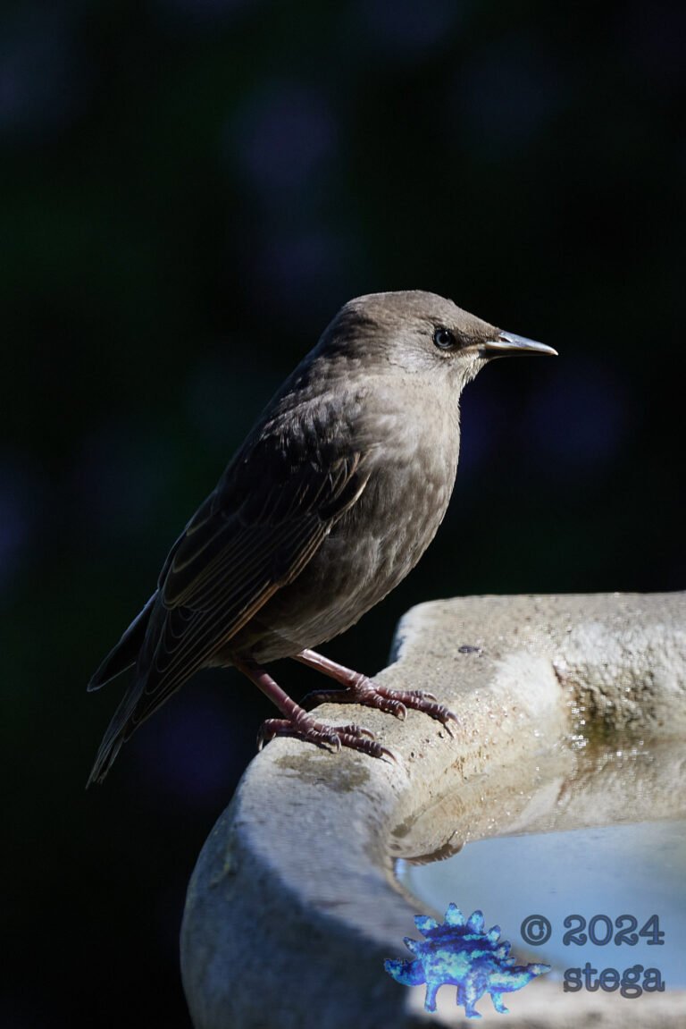 European Starling