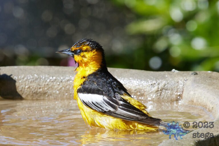 Bullock’s Oriole