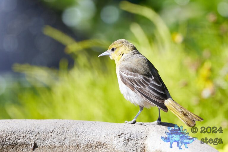 Hooded Oriole