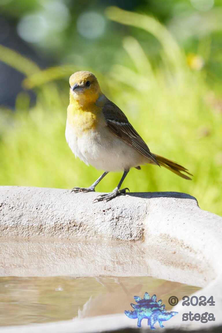 Hooded Oriole