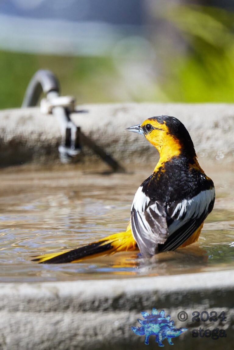 Bullock’s Oriole
