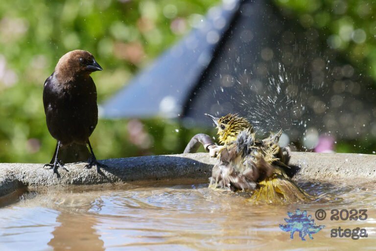 Brown-headed Cowbird, Hooded Oriole