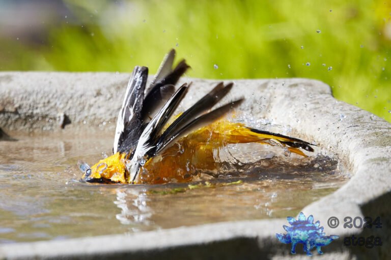 Hooded Oriole