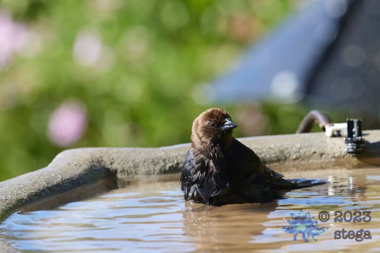 Brown-headed Cowbird