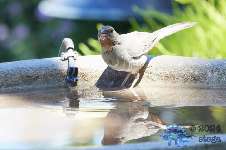 California Towhee