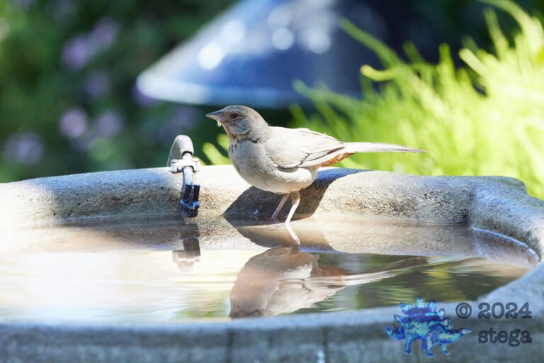 California Towhee