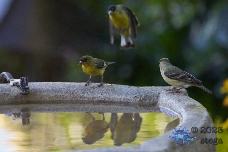 Lesser Goldfinch