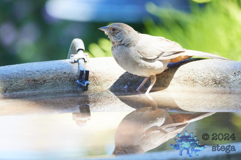 California Towhee