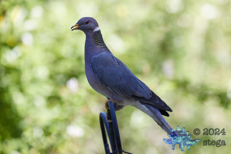 Band-Tailed Pigeon