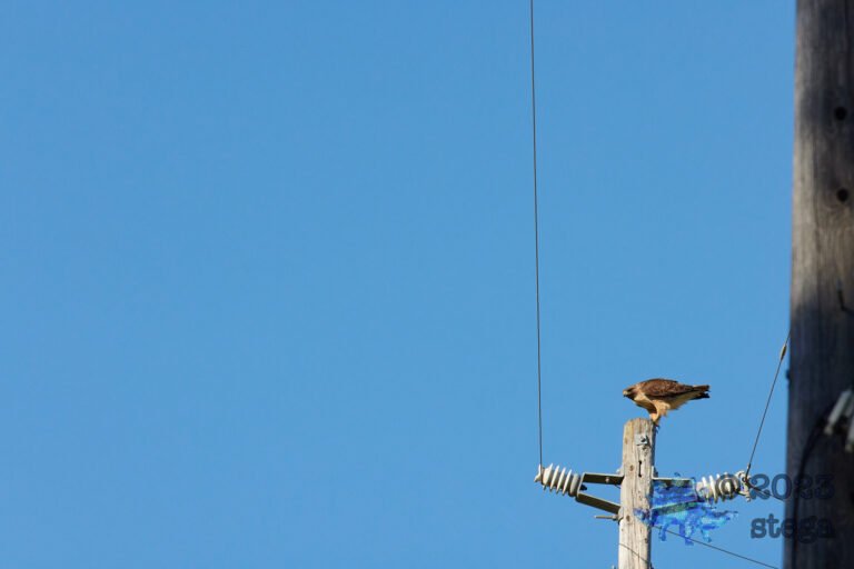 Red-Tailed Hawk