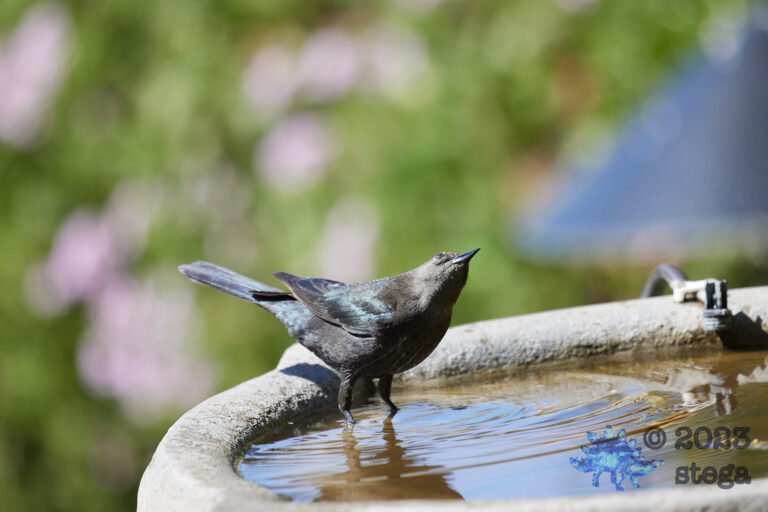 Brewer’s Blackbird