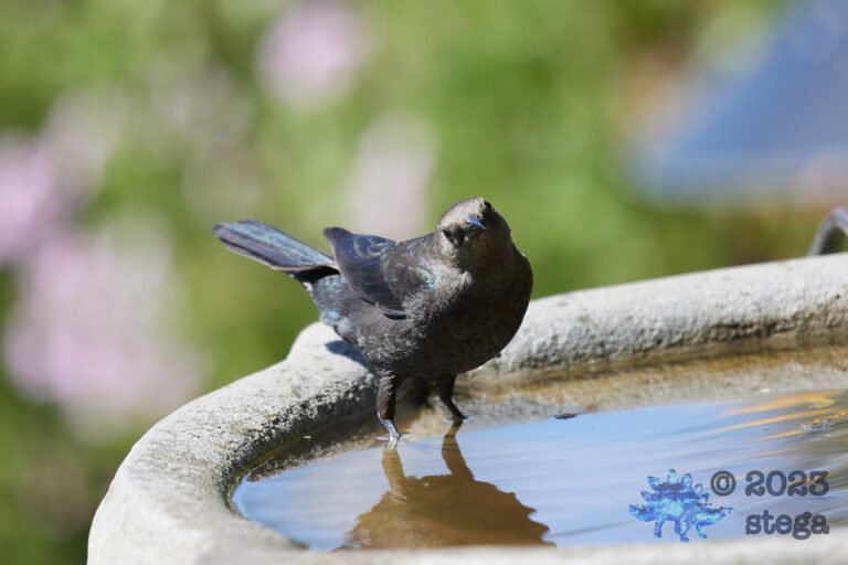Brewer’s Blackbird