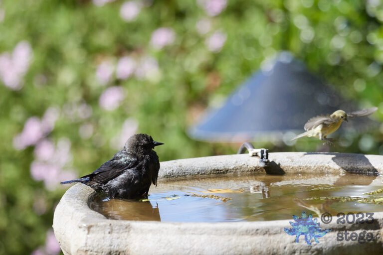 Brewer’s Blackbird