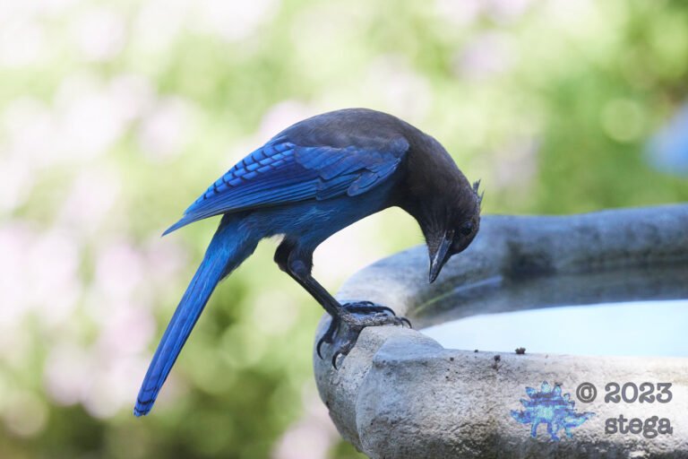 Steller’s Jay