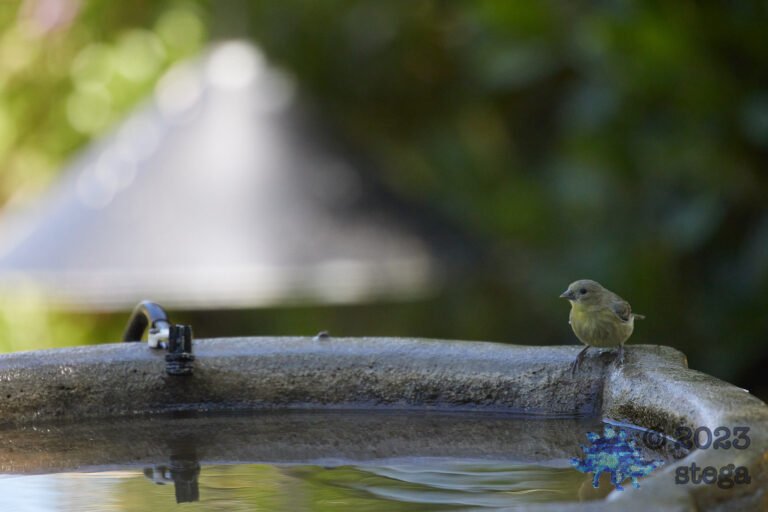 Lesser Goldfinch