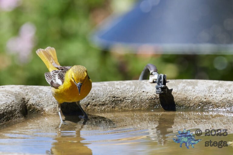Bullock’s Oriole