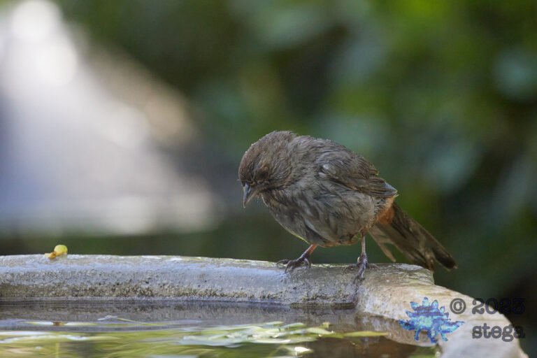 California Towhee
