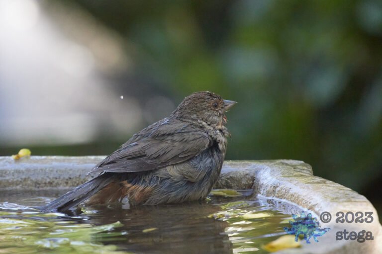 California Towhee
