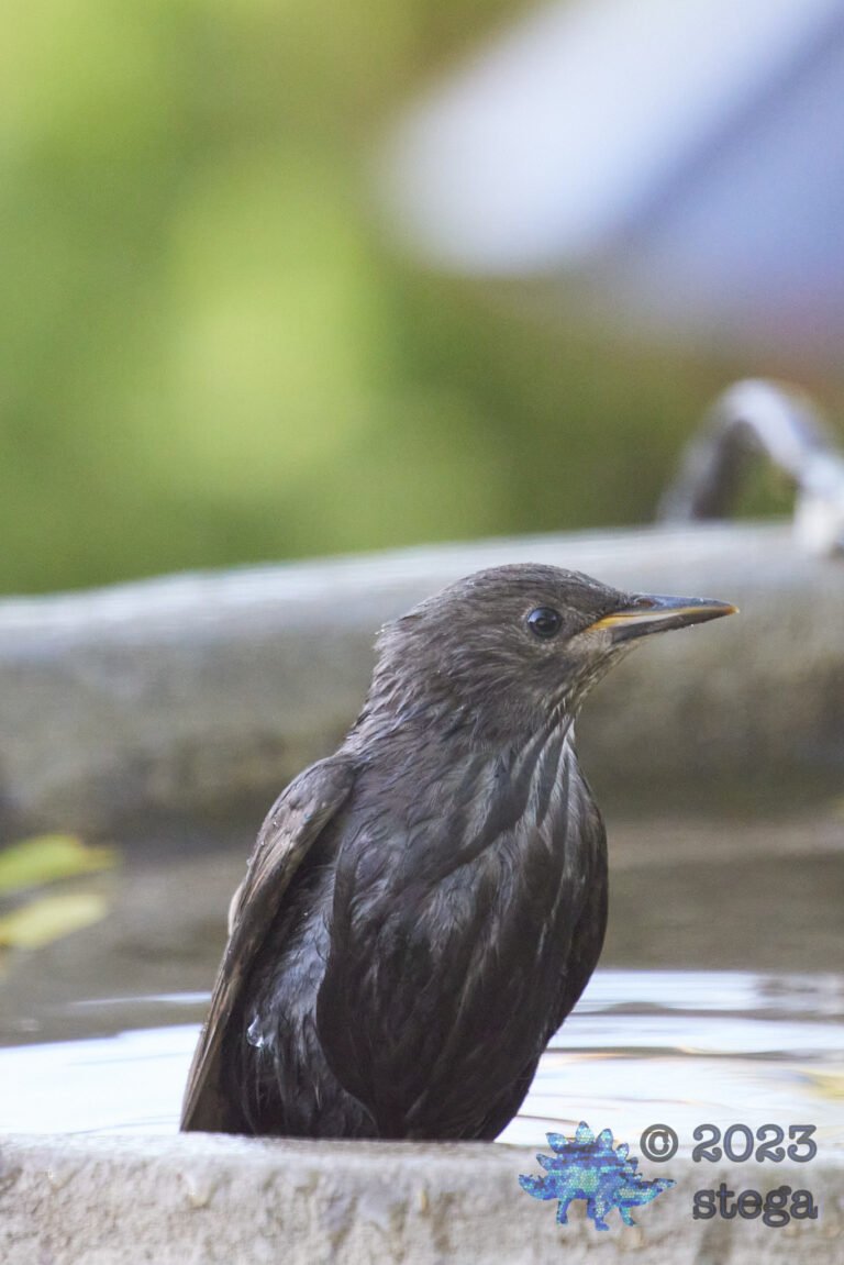 European Starling
