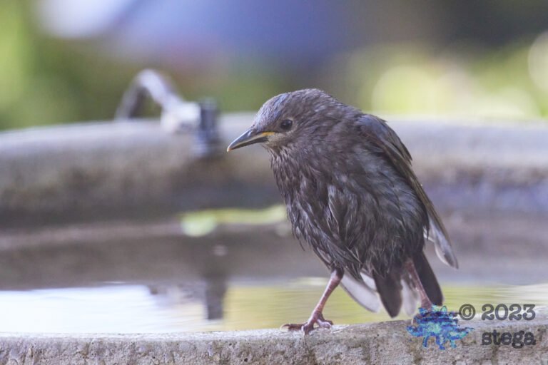 European Starling