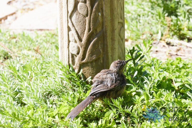 California Thrasher
