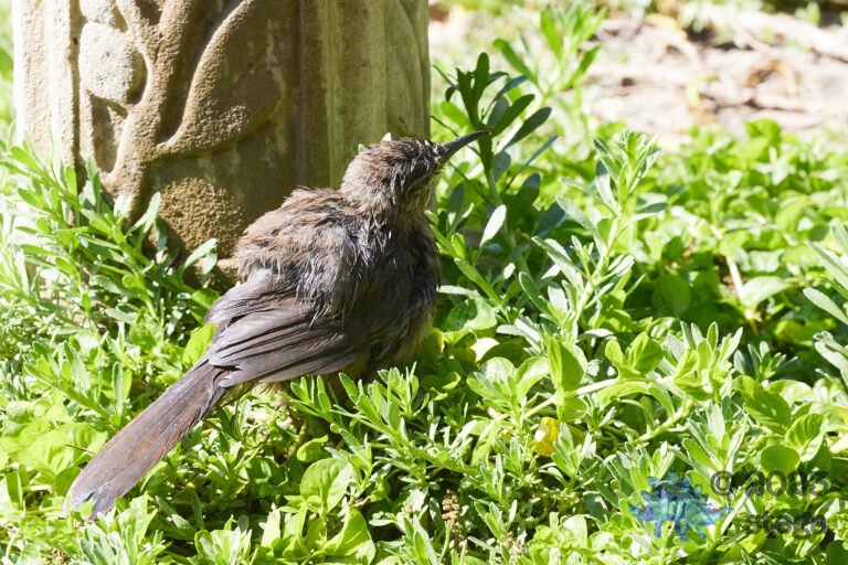 California Thrasher