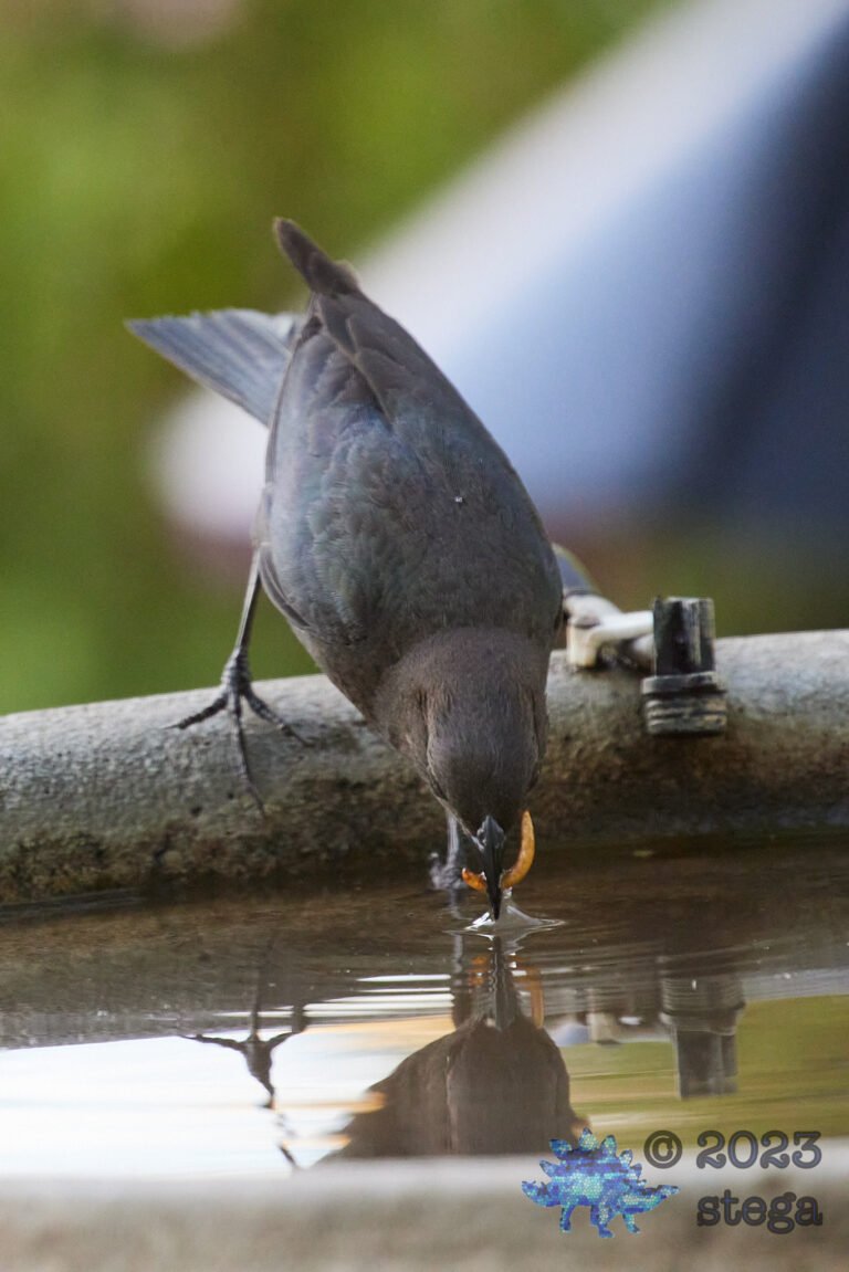 Brewer’s Blackbird