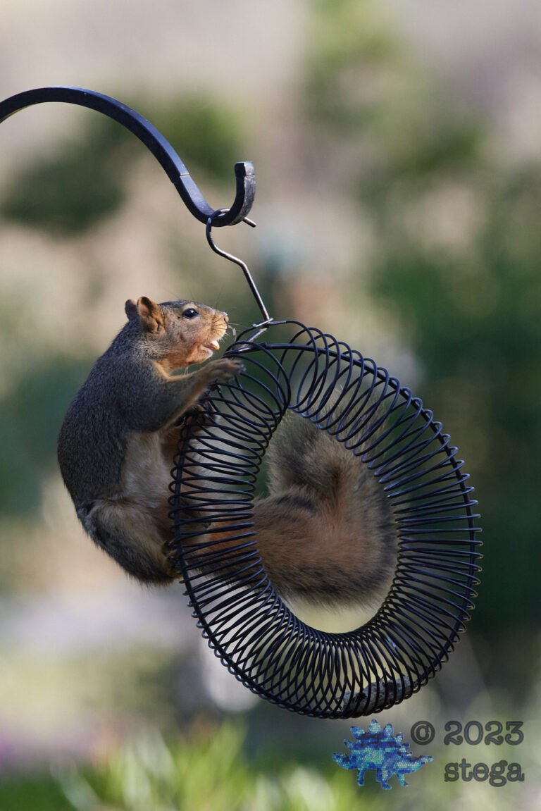 Fox Squirrel