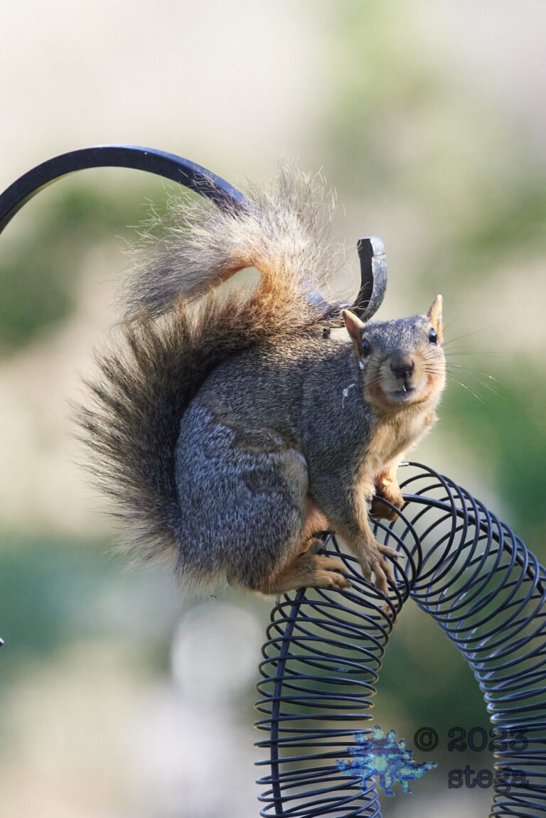 Fox Squirrel