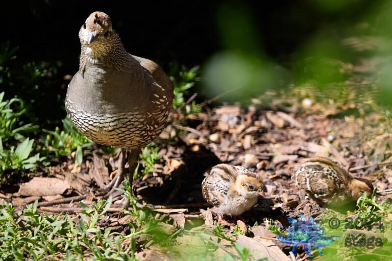 California Quail