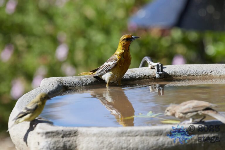 Bullock’s Oriole