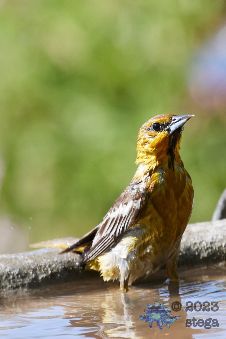 Bullock’s Oriole