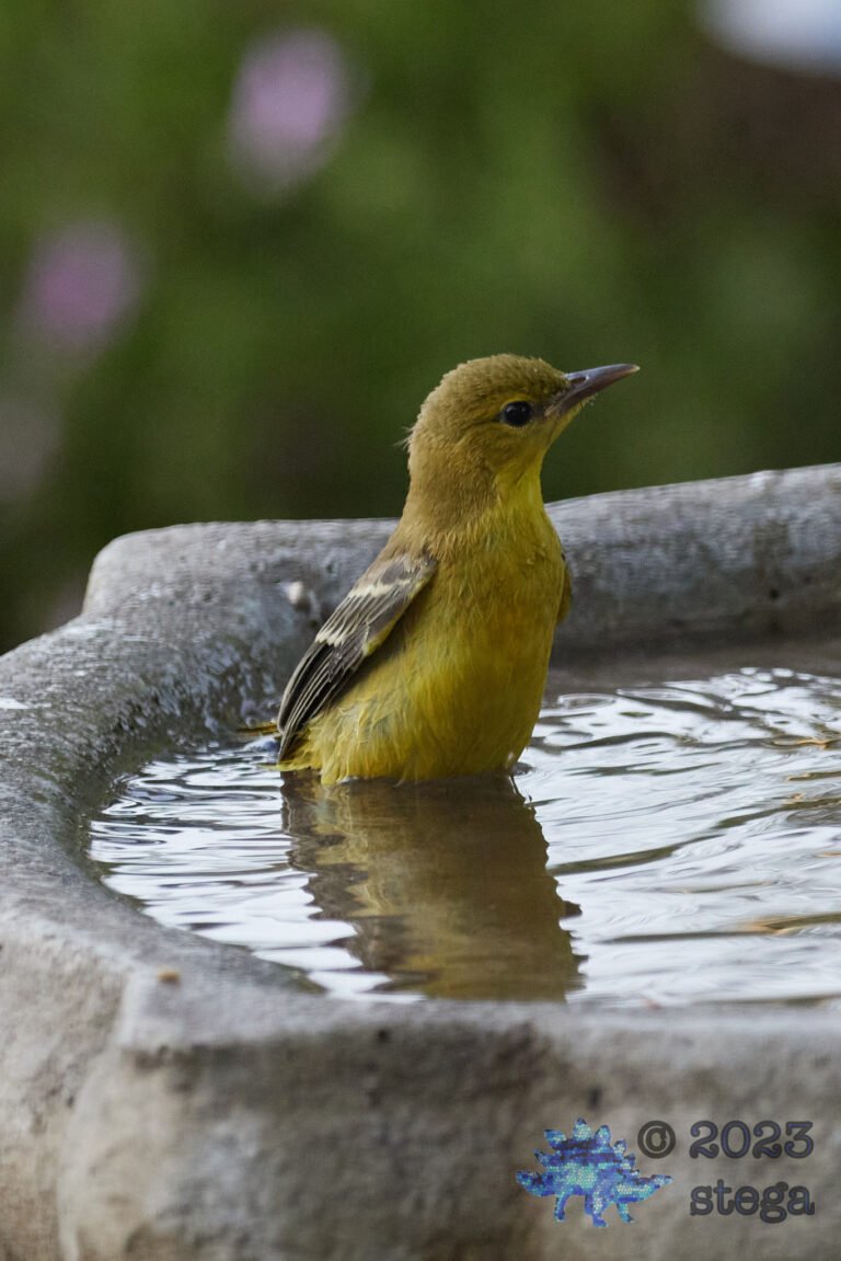 Bullock’s Oriole