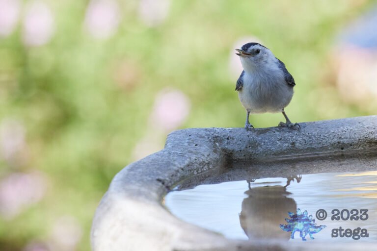 White Breasted Nuthatch