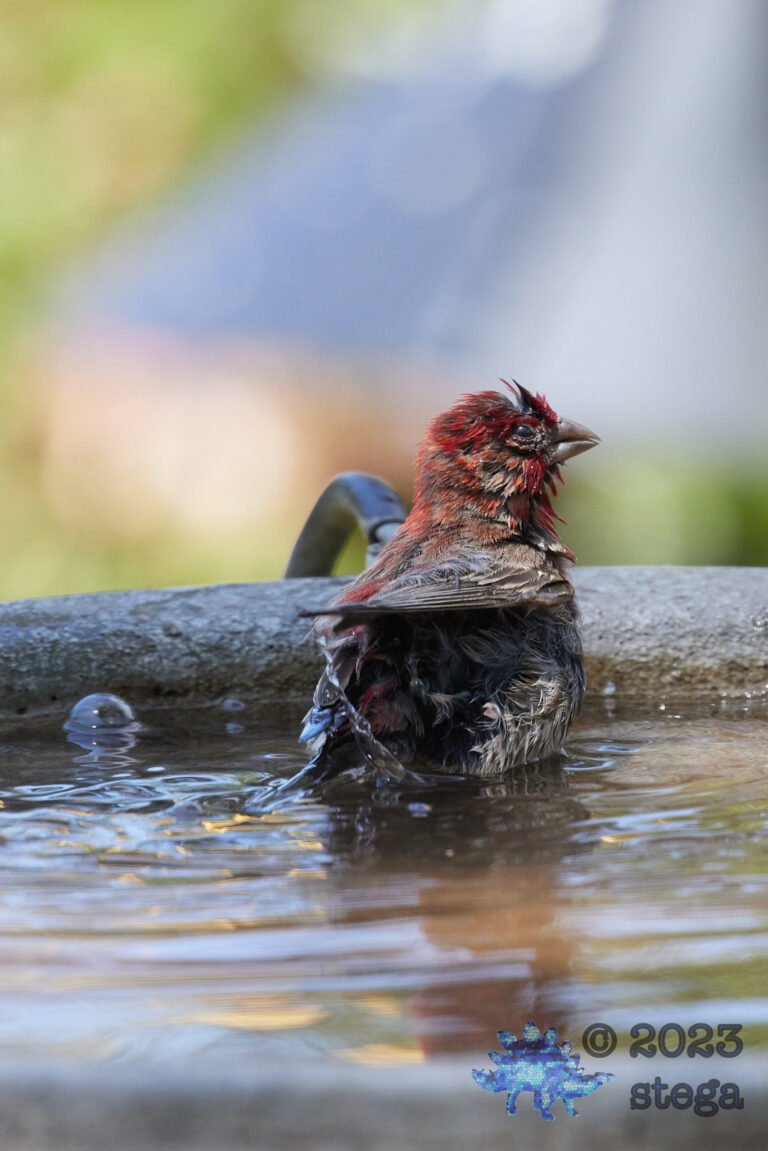House Finch