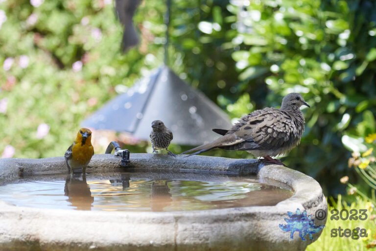 Bullock’s Oriole, House Finch, Mourning Dove
