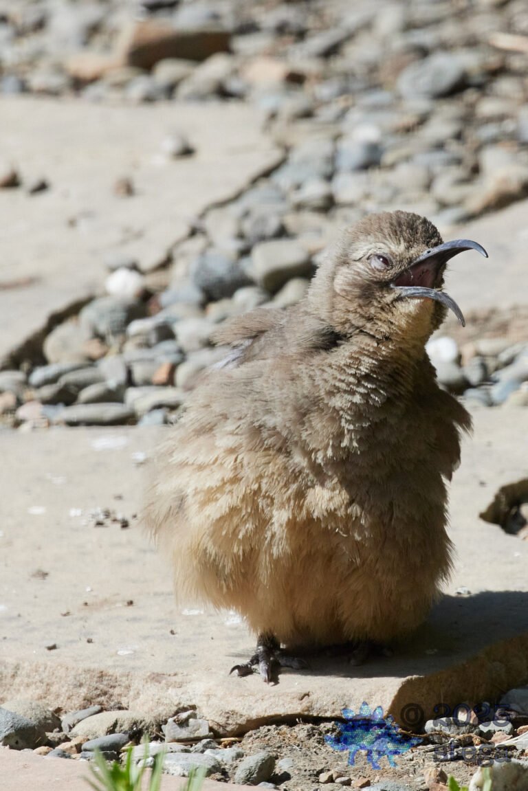 California Thrasher