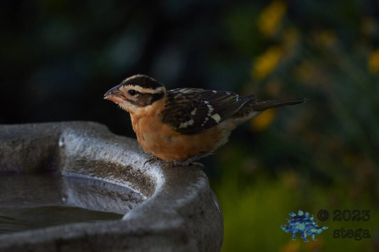 Black-headed Grosbeak
