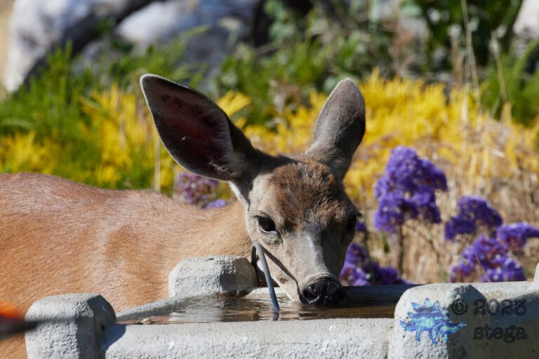 Mule Deer