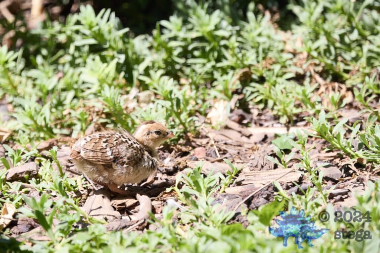 California Quail