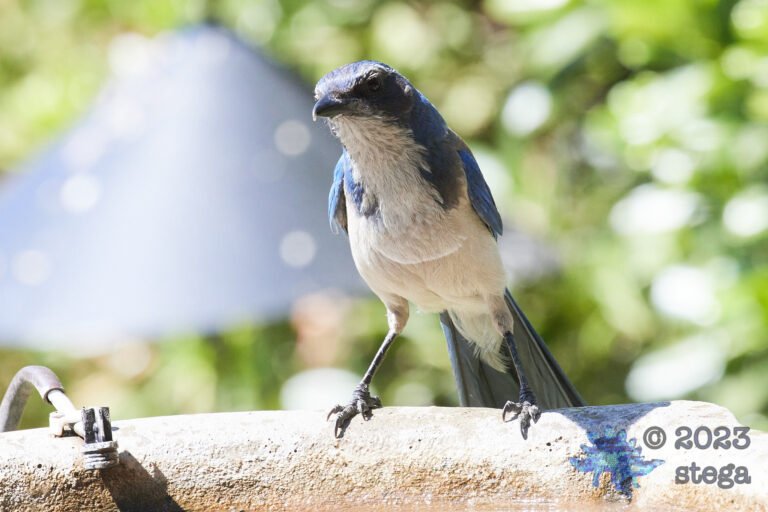 California Scrub Jay