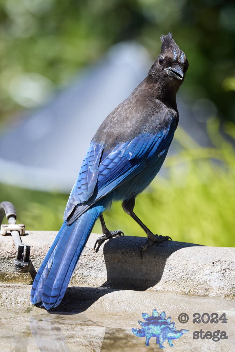 Steller’s Jay
