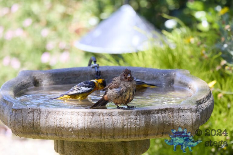 Bullock’s Oriole, California Towhee