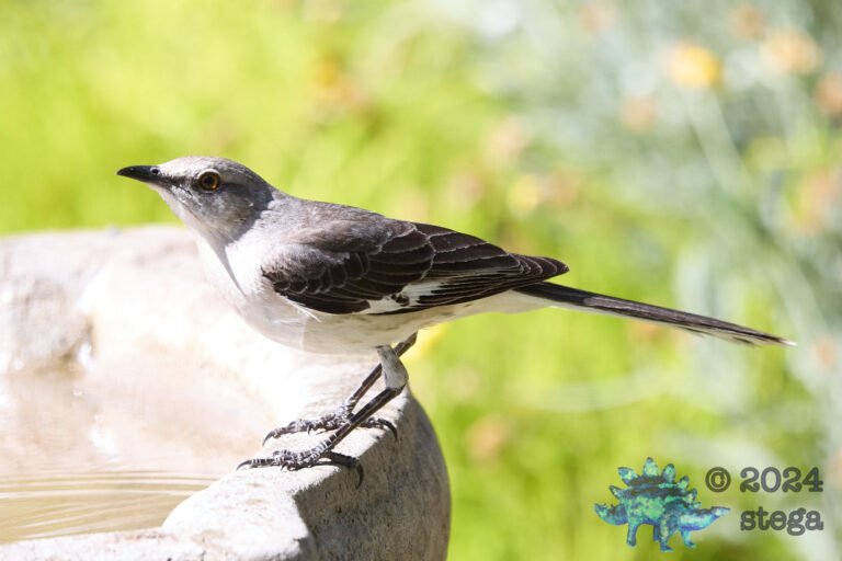 Northern Mockingbird