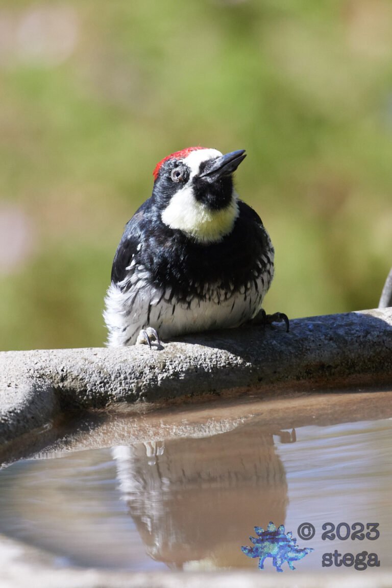 Sick Acorn Woodpecker