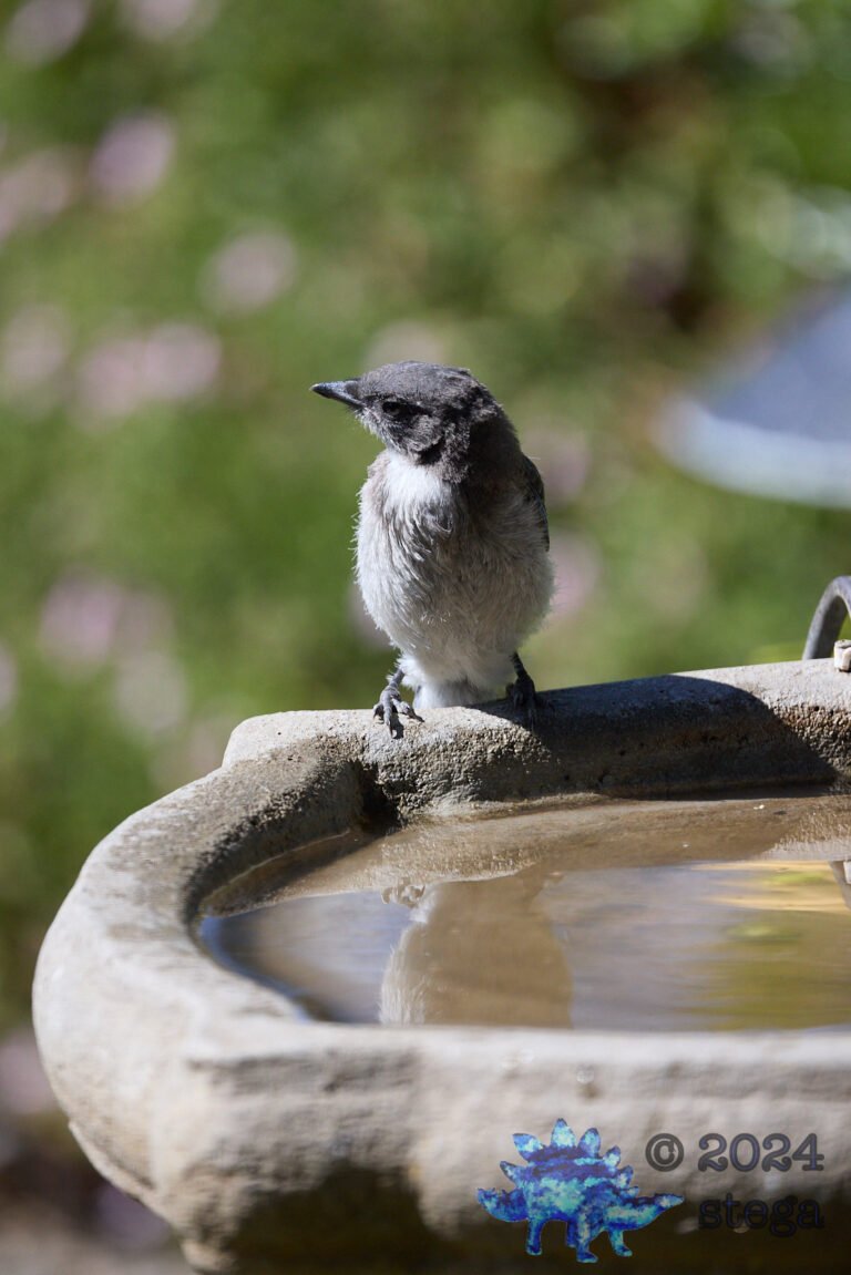 California Scrub Jay
