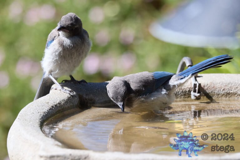 California Scrub Jay