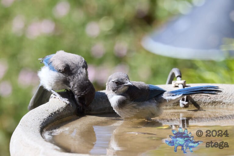 California Scrub Jay