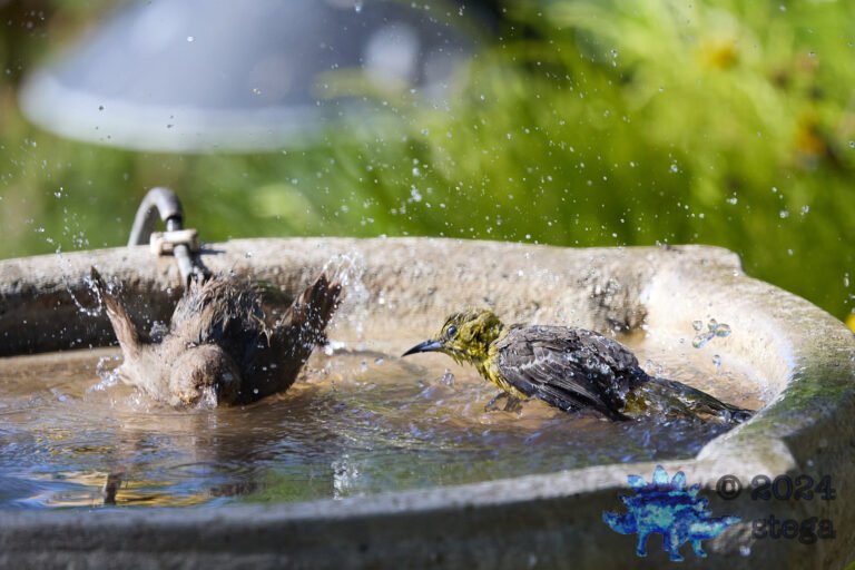 California Towhee, Hooded Oriole