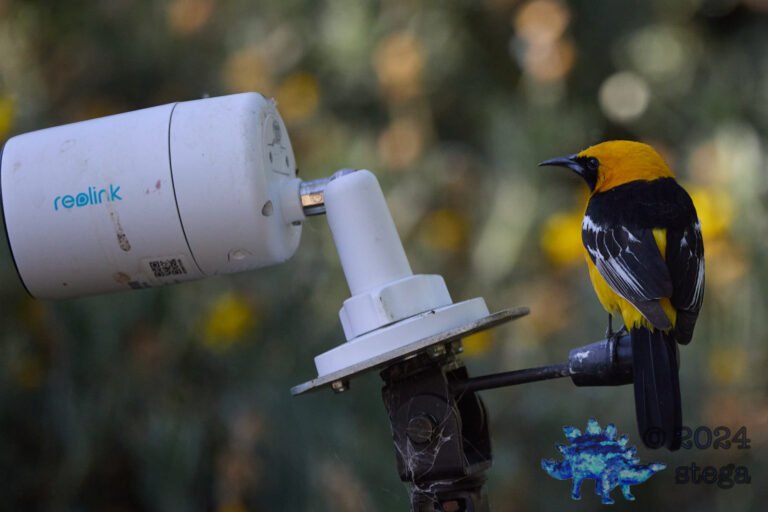 Hooded Oriole